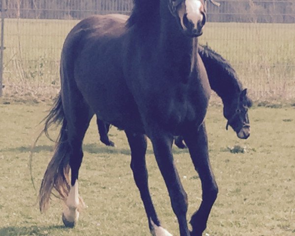 horse Sally Brown (German Riding Pony,  , from Laudatio)