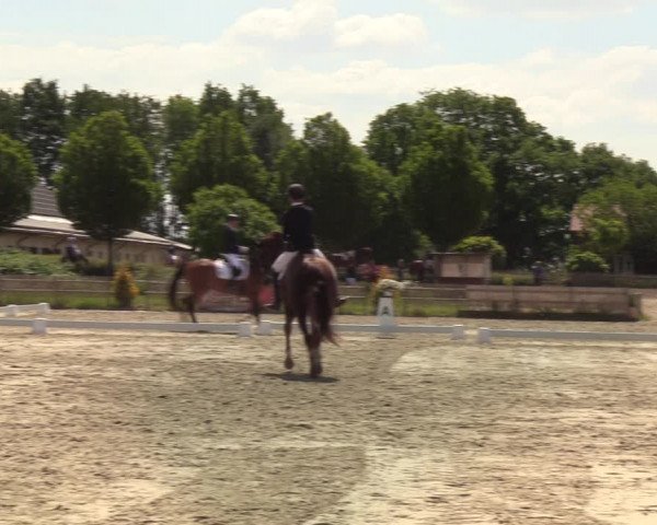 Reitturnier Schülp bei Rendsburg (Am Moltkestein) 2020