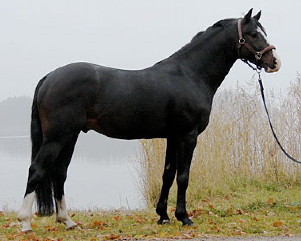 stallion Valdo (Swedish Riding Pony, 2001, from Vermont)