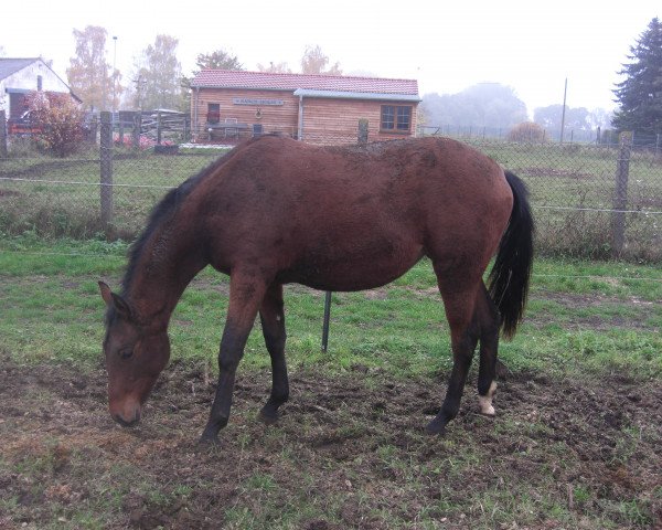 Pferd SR Talithas Poco Docs (Quarter Horse, 2014)