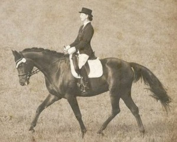 dressage horse Catch Me (Hanoverian, 2006, from Carry Gold)