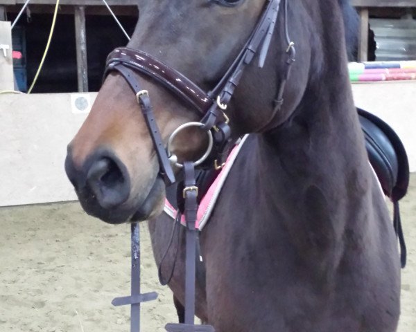 broodmare Scarlett (Württemberger, 2011, from Sir Shutterfly)