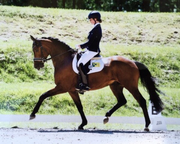 dressage horse Dancario (Hanoverian, 2010, from Dancier)