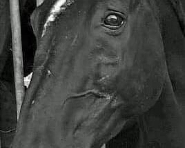 horse Goldi 200 (Hanoverian, 1992, from Goldfasan)