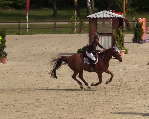 Reitturnier Westergellersen 2020