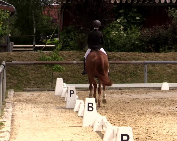 Reitturnier Niedernstöcken 2020