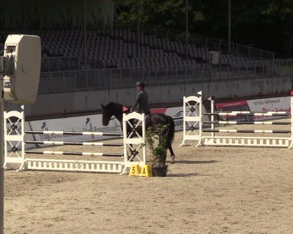 Reitturnier Westergellersen 2020