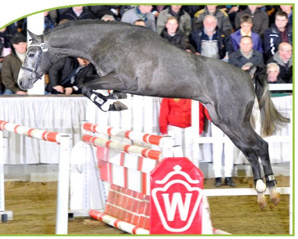 Deckhengst Cariscar (Westfale, 2011, von Carento)