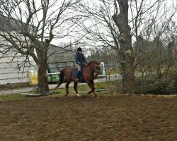 horse Claudius 49 (Oldenburg show jumper, 2004, from Concetto)