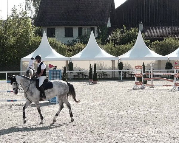 Pferdesporttage Bülach 2021