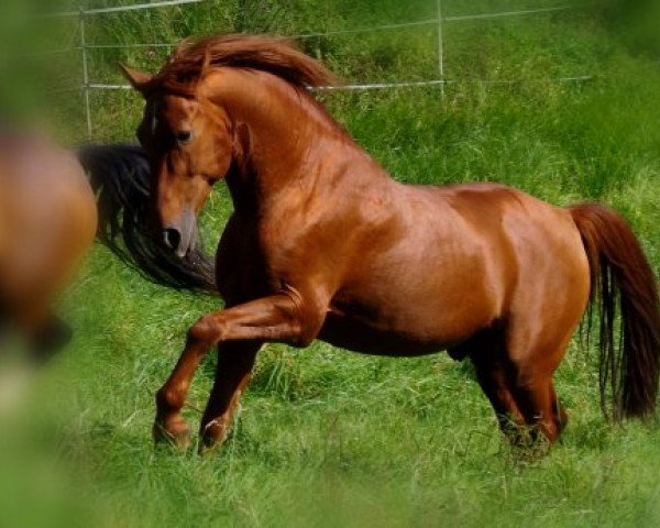 horse Laghouart Al Mansour (Berber, 1999, from Cheik A.B.)