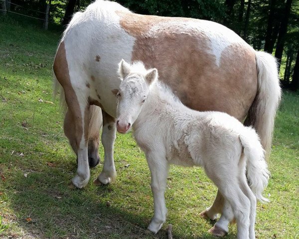 horse Oberbayern`s Helena (Shetland Pony, 2015, from Xavarge)