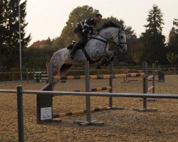 broodmare Columbia 24 (Oldenburg show jumper, 2007, from Cassini II)