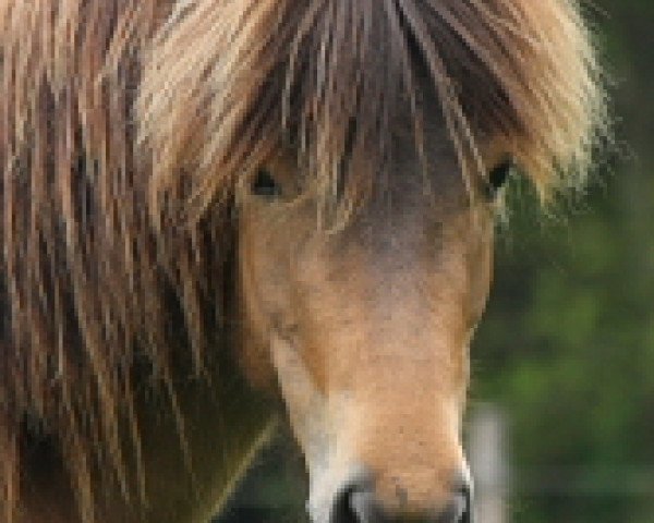 broodmare Gjöf von Gut Lindenhof (Iceland Horse, 2006, from Hjalli vom Gut Lindenhof)