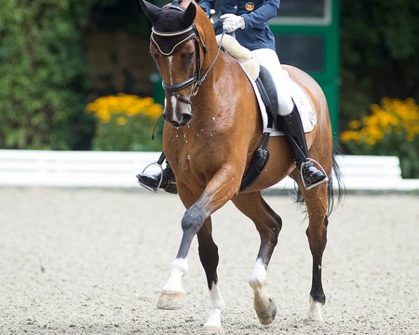 dressage horse Step up 4 (Rhinelander, 2009, from Sir Donnerhall I)
