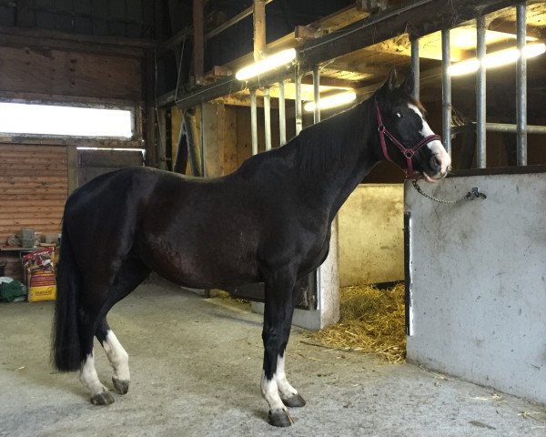 broodmare Raffinesse H (Hanoverian, 2000, from Rotspon)