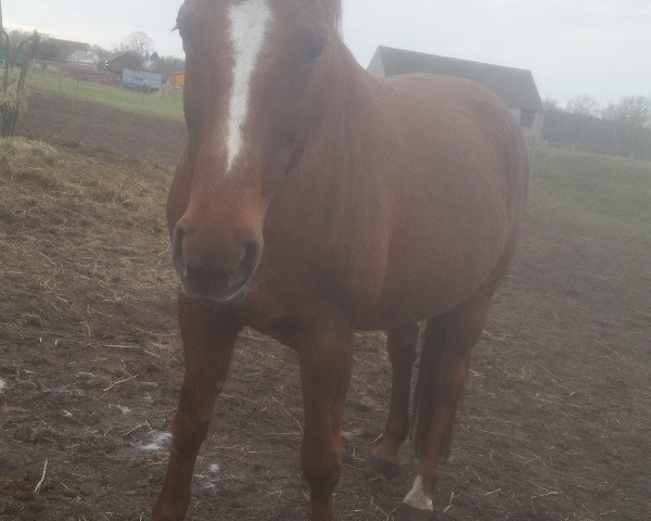 broodmare Felizita (Westphalian, 1998, from Fagott)