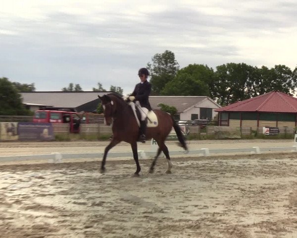 Reitturnier Schülp bei Rendsburg (Am Moltkestein) 2020