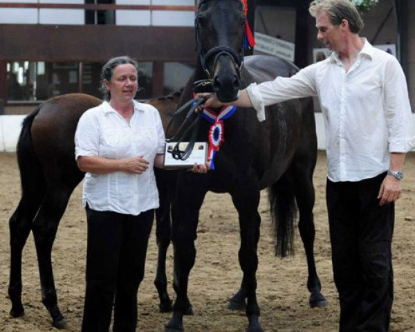 broodmare Isola Valencia (Trakehner, 1996, from Velasquez)