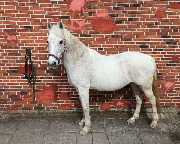 horse Anis 14 (German Riding Pony, 1992, from Rufus)