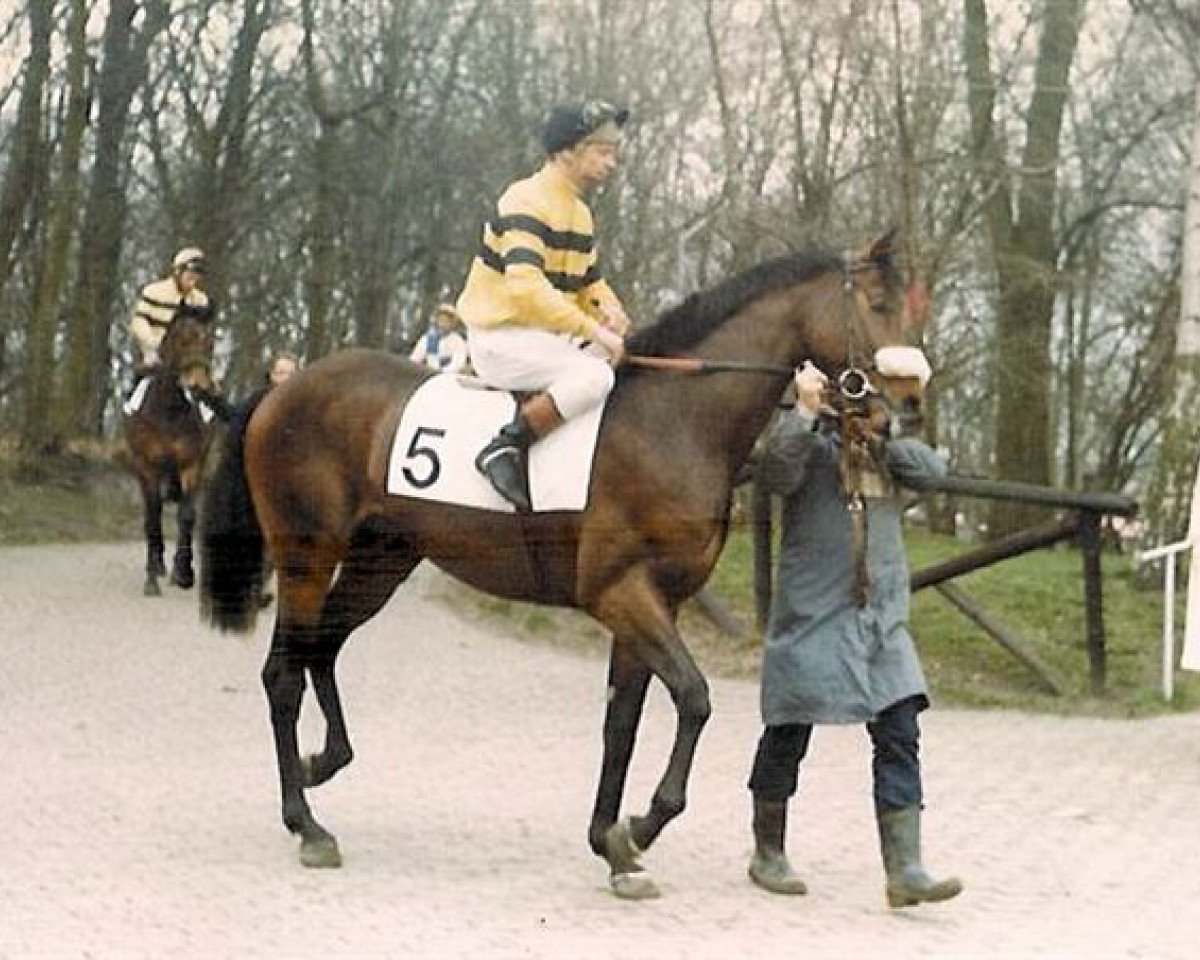 horse Boxberger Civano xx (Thoroughbred, 1981, from Gunner B xx)