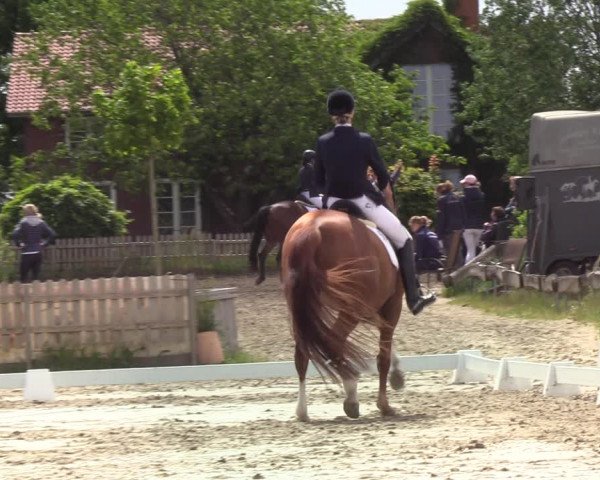 Reitturnier Schülp bei Rendsburg (Am Moltkestein) 2020