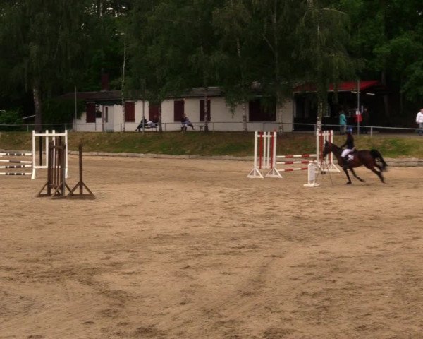 Reitturnier Lgl.-Oberhain, B95 2020