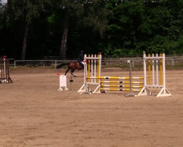 Reitturnier Lgl.-Oberhain, B95 2020