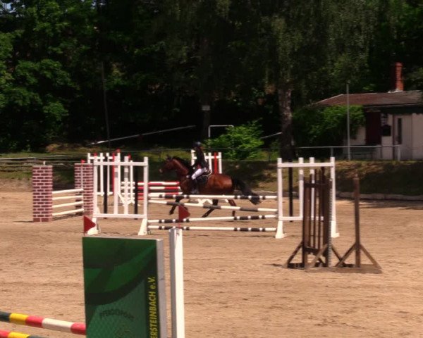 Reitturnier Lgl.-Oberhain, B95 2020