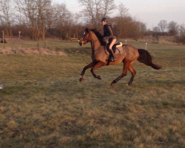 dressage horse Pearl of paradise 2 (Trakehner, 2007, from Cadeau)