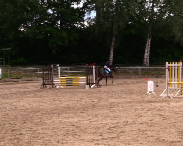 Reitturnier Lgl.-Oberhain, B95 2020