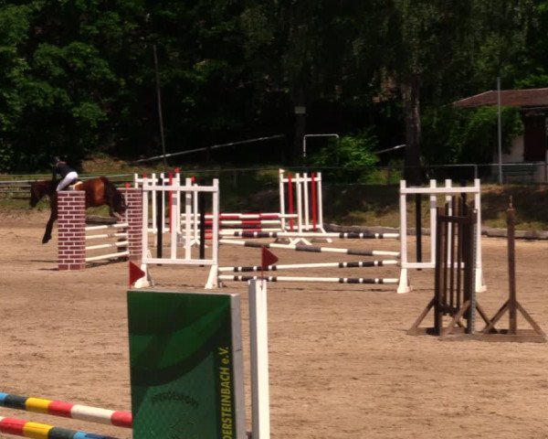 Reitturnier Lgl.-Oberhain, B95 2020