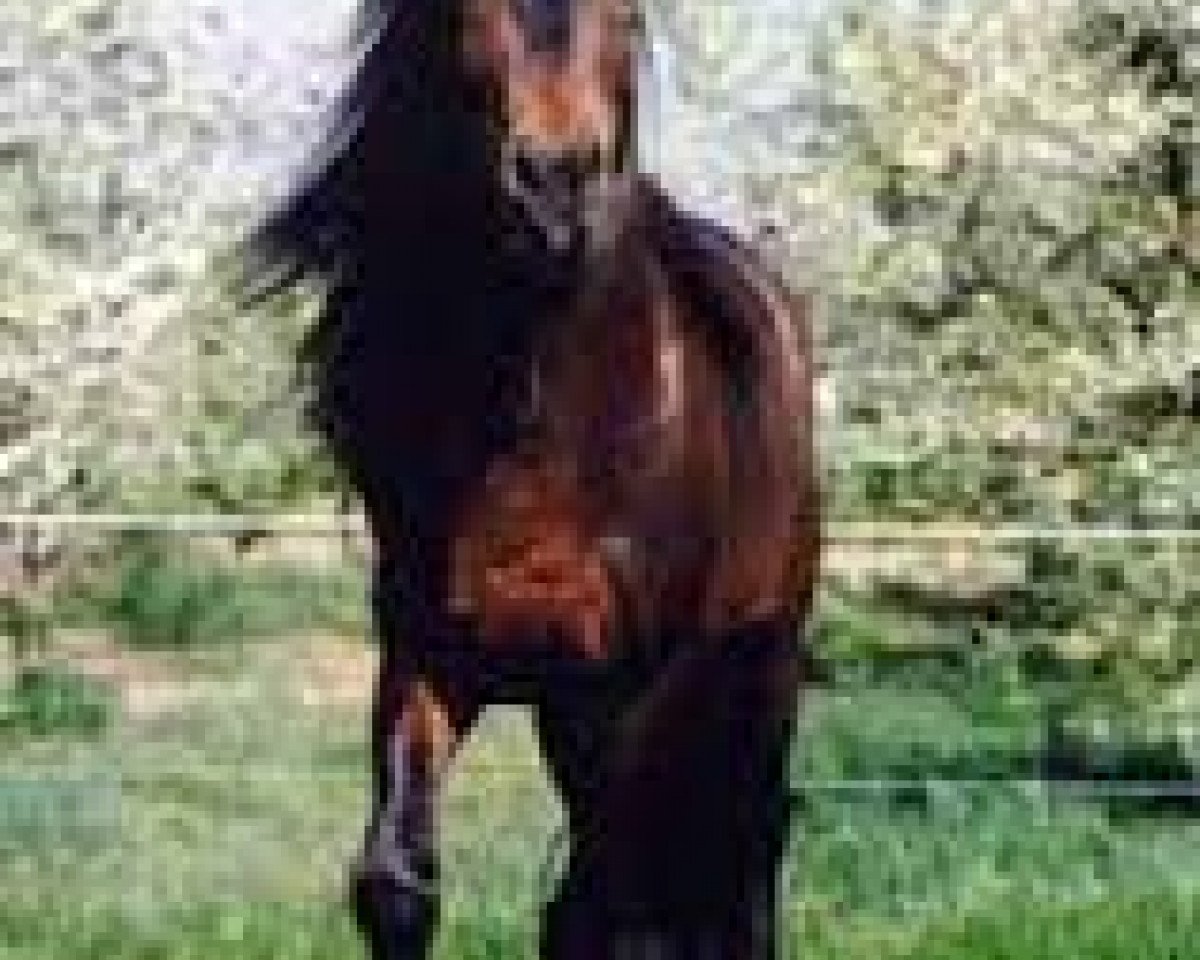 stallion Misko (Bosniak,  )