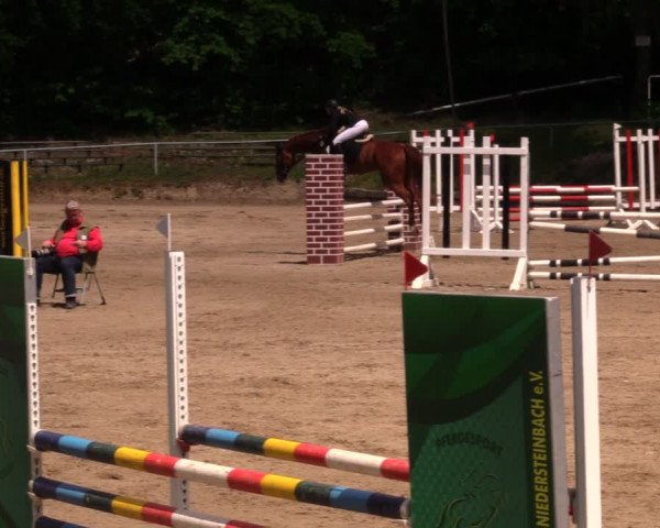 Reitturnier Lgl.-Oberhain, B95 2020