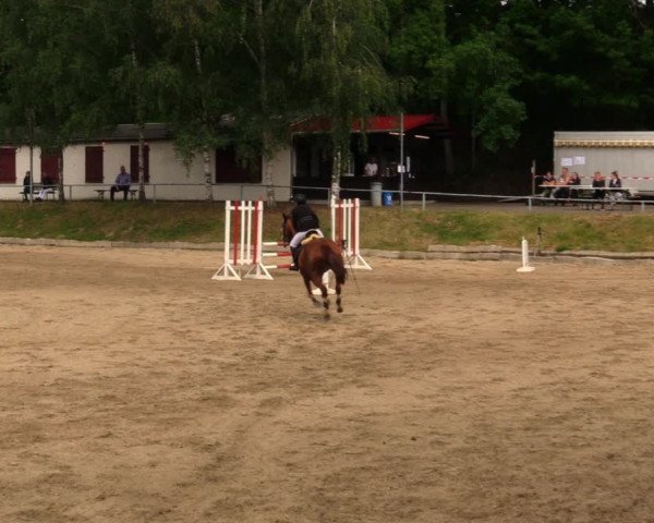 Reitturnier Lgl.-Oberhain, B95 2020