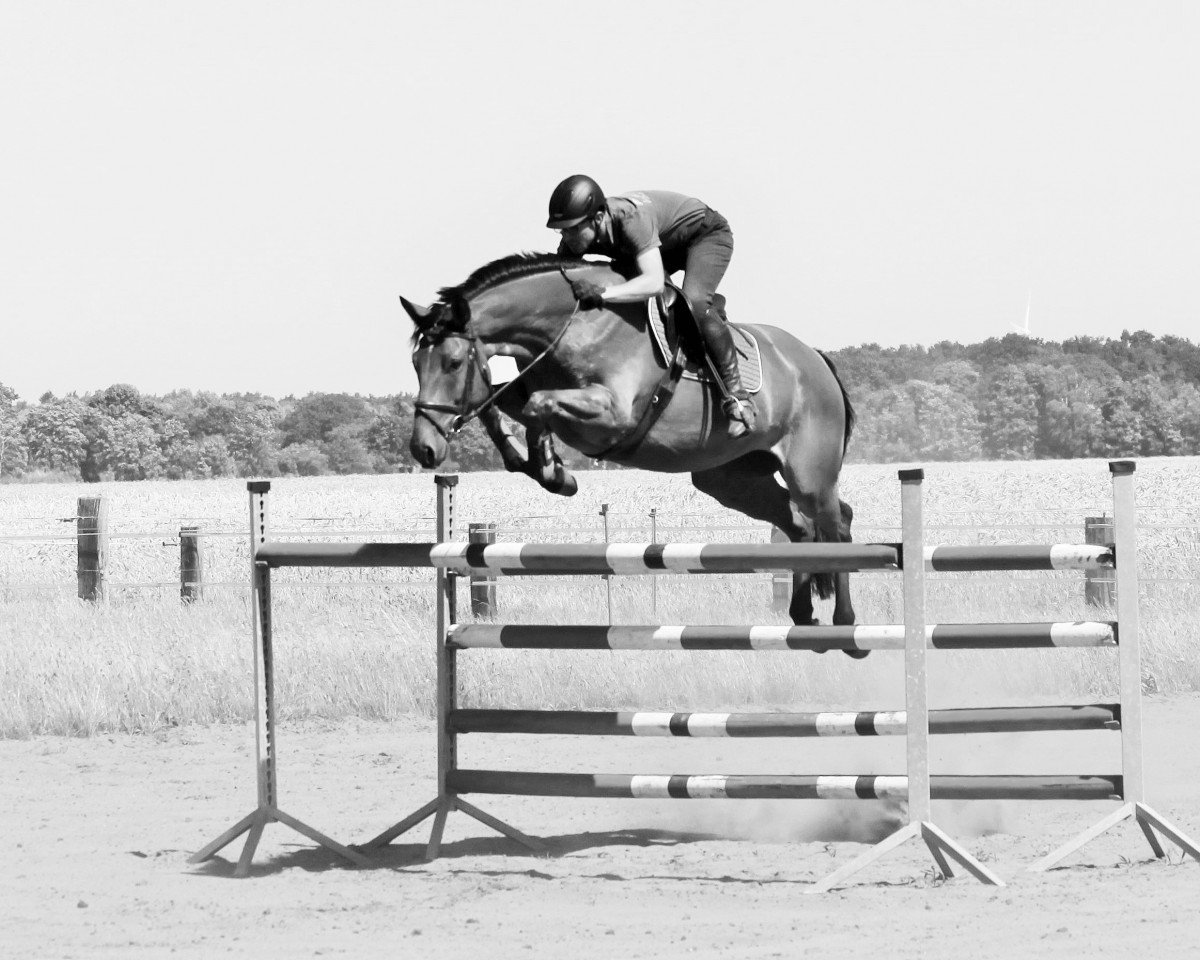 jumper Sir Paul 10 (German Warmblood, 2010, from Sir Shutterfly)