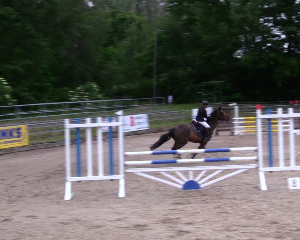 Reitturnier Lgl.-Oberhain, B95 2020
