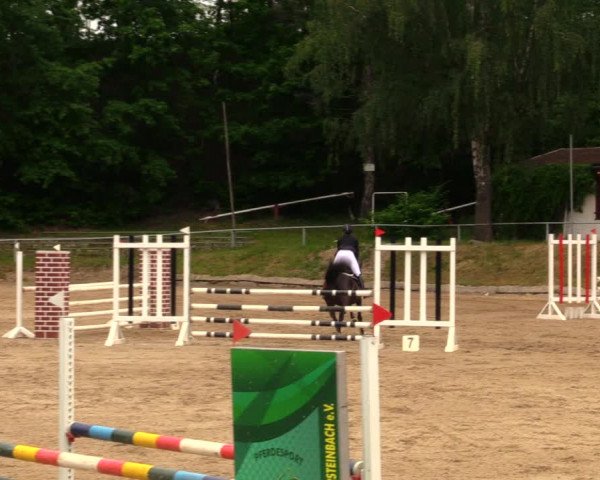 Reitturnier Lgl.-Oberhain, B95 2020
