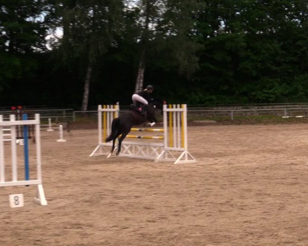 Reitturnier Lgl.-Oberhain, B95 2020