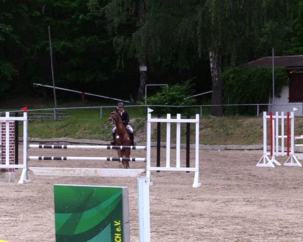 Reitturnier Lgl.-Oberhain, B95 2020
