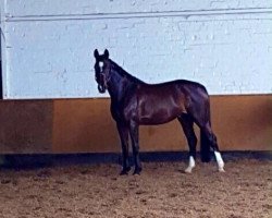 jumper Vrodo (Hanoverian, 2007, from Now Or Never M)