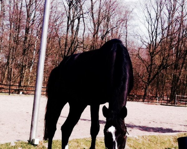 jumper Currico S (Holsteiner, 2010, from Cassito)