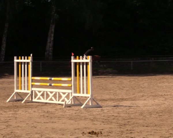 Reitturnier Lgl.-Oberhain, B95 2020
