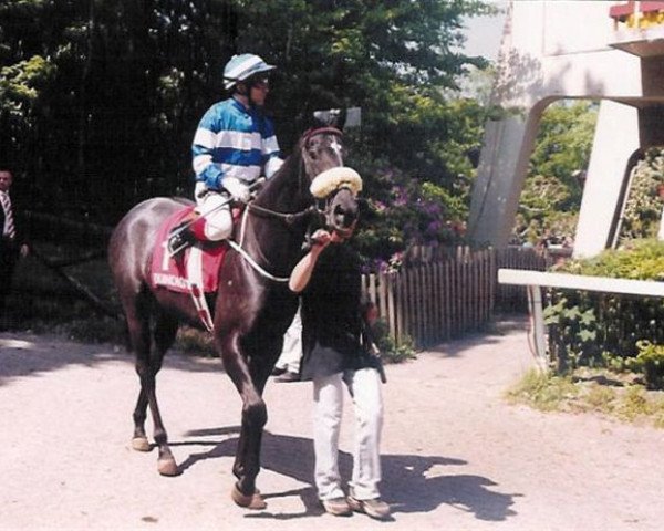 horse Blue Memory xx (Thoroughbred, 2001, from Erminius xx)