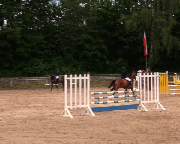 Reitturnier Lgl.-Oberhain, B95 2020