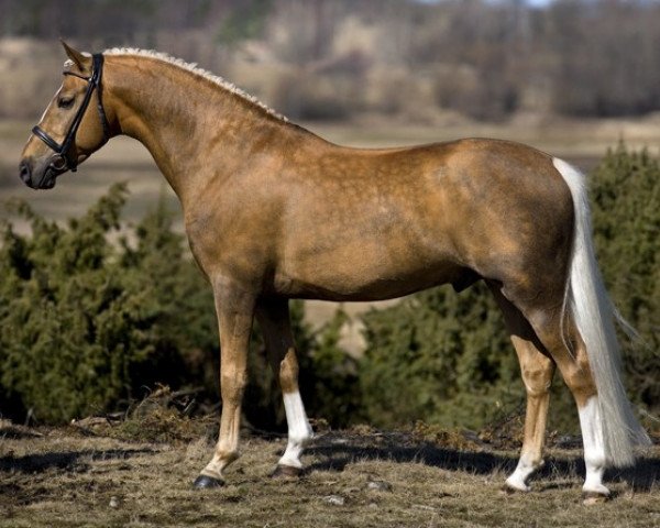 stallion Geld MW (Swedish Riding Pony, 2005, from Verona's Gerswin)