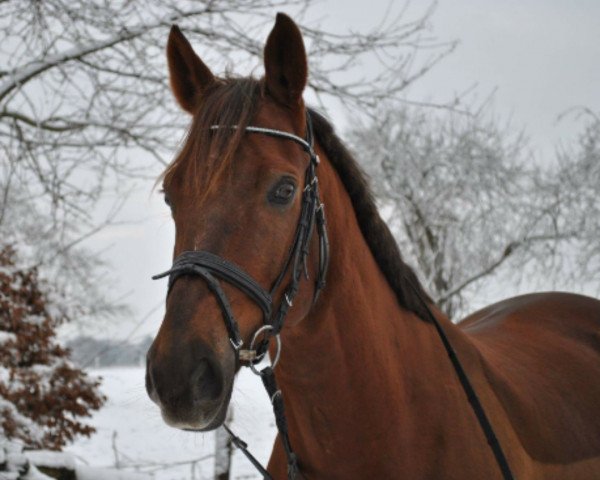 dressage horse Fast Beau (Westphalian, 2004, from Fürst Piccolo)
