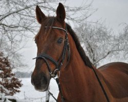 Dressurpferd Fast Beau (Westfale, 2004, von Fürst Piccolo)