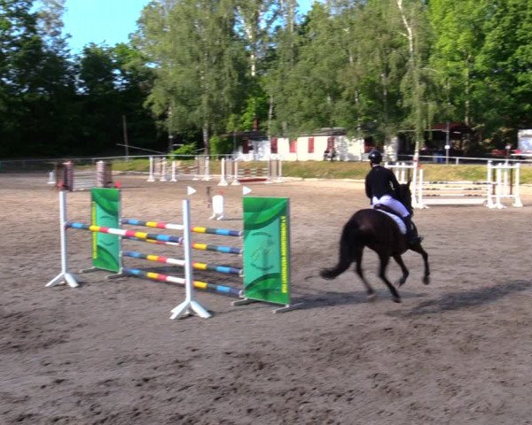 Reitturnier Lgl.-Oberhain, B95 2020