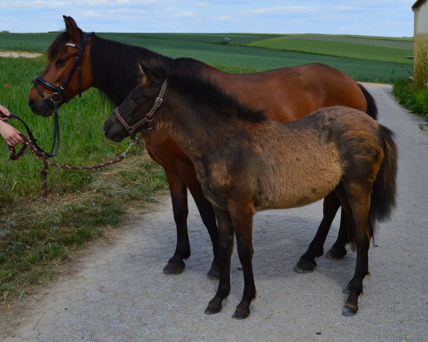 broodmare Usera IX (Bosniak, 2015, from Ramiro)